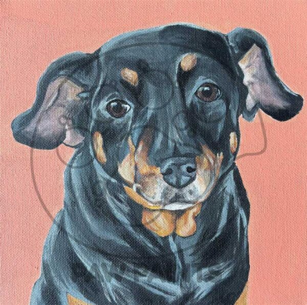 Terrier mix headshot on peach background