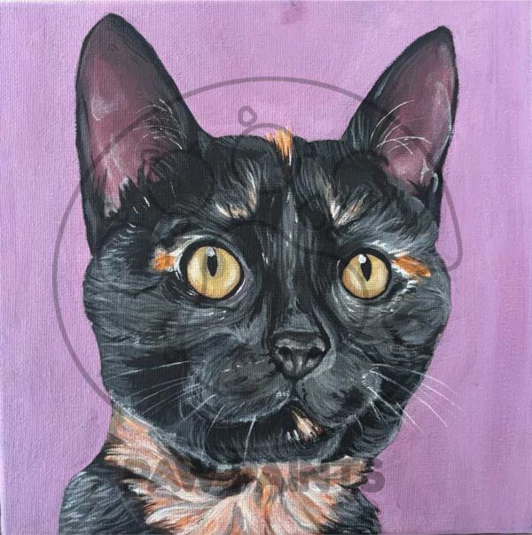 Black and orange shorthair cat on purple background