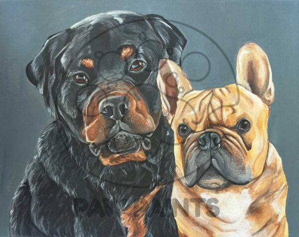Rottweiler and French bulldog portraits on dark gray background