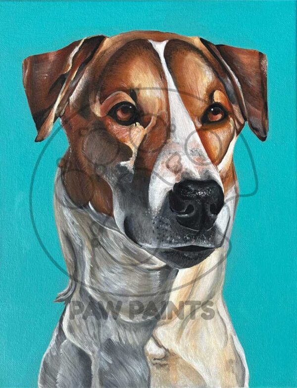 Saluki head shot portrait on bright blue background