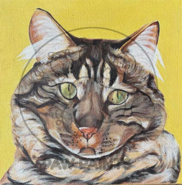 long hair brown tabby cat head shot on yellow background