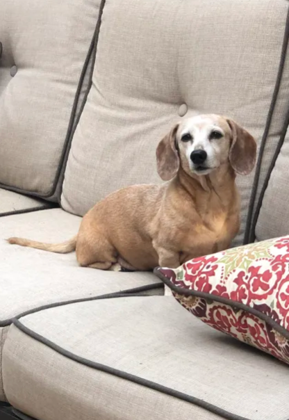 cute little tan and white doggie sitting on a couch.
