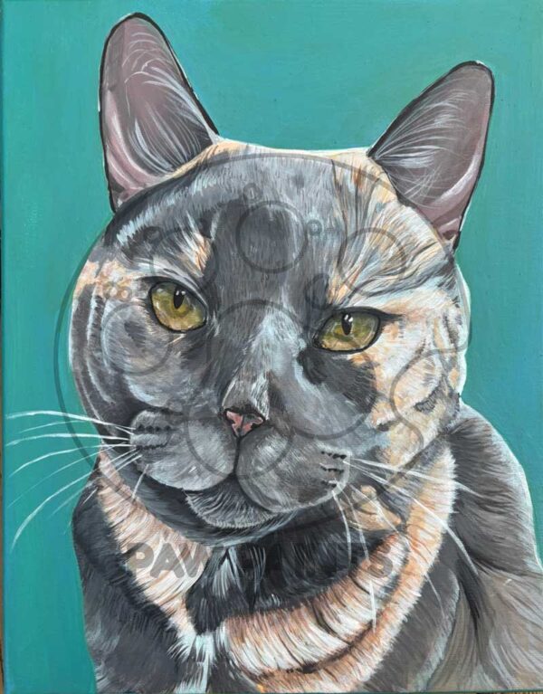 gray and orange cat Portrait of gray and orange short hair cat on teal background
