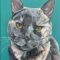 Portrait of gray and orange short hair cat on teal background