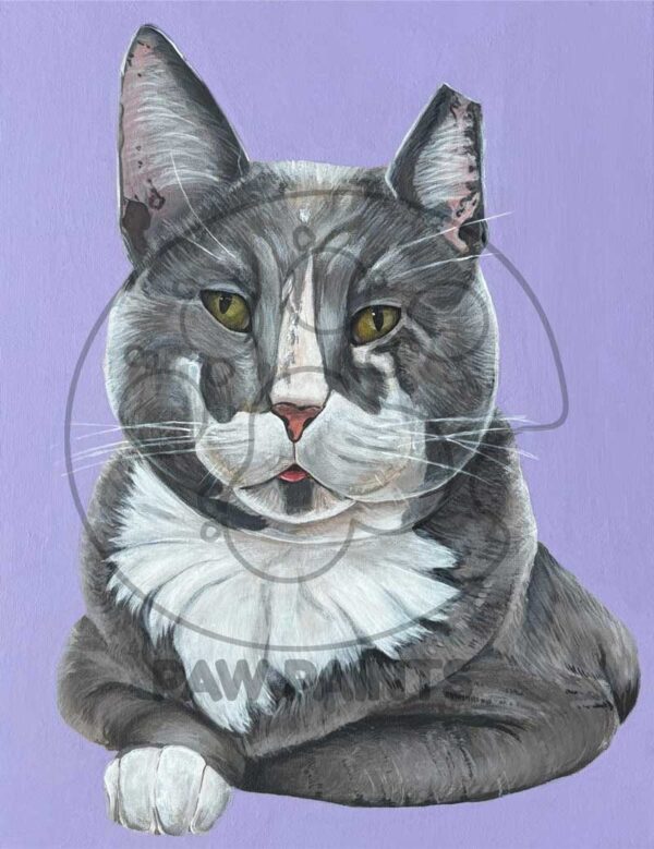 Portrait of gray and white cat on lavender background