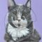 Portrait of gray and white cat on lavender background