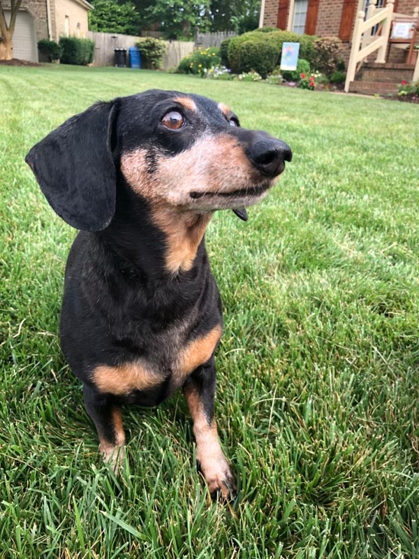 Adorable black and brown Dachshund sitting in green grass.