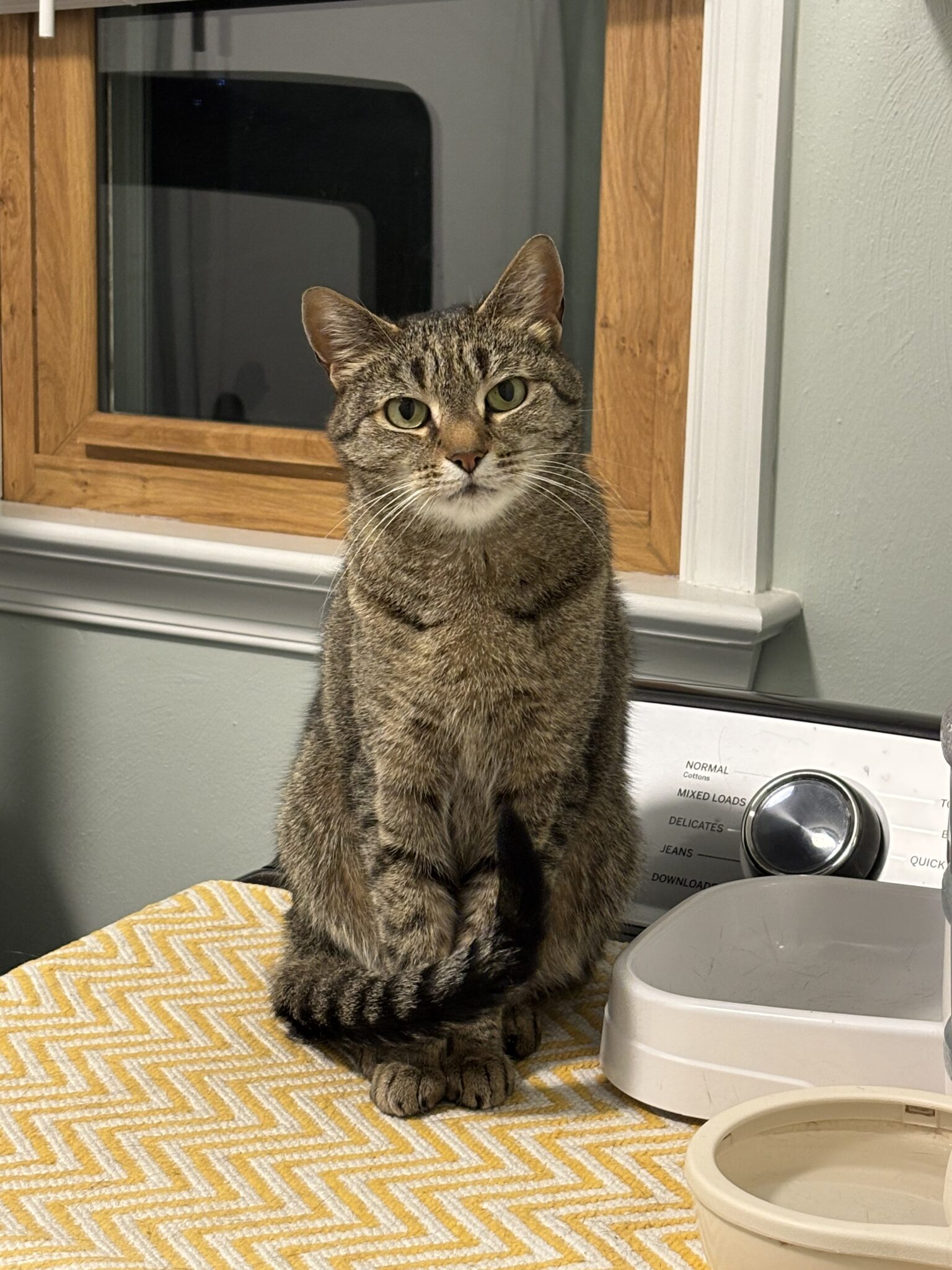 brown and black striped cat sitting on a washer.