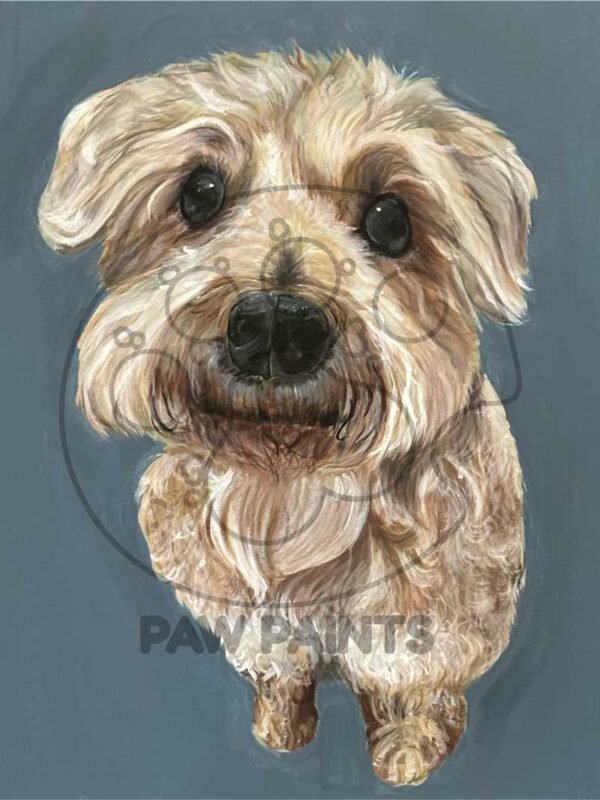 Fully body portrait of schnoodle on gray-blue background