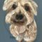 Fully body portrait of schnoodle on gray-blue background