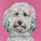 Head shot painting of a poodle on a bright pink background