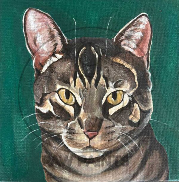 Portrait of brown tabby cat on dark green background